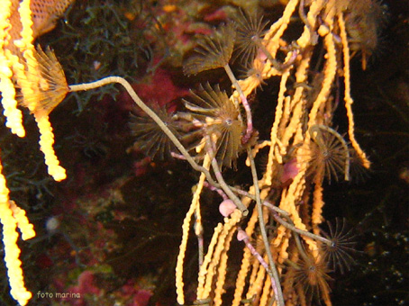 Sabella spallanzanii giovani